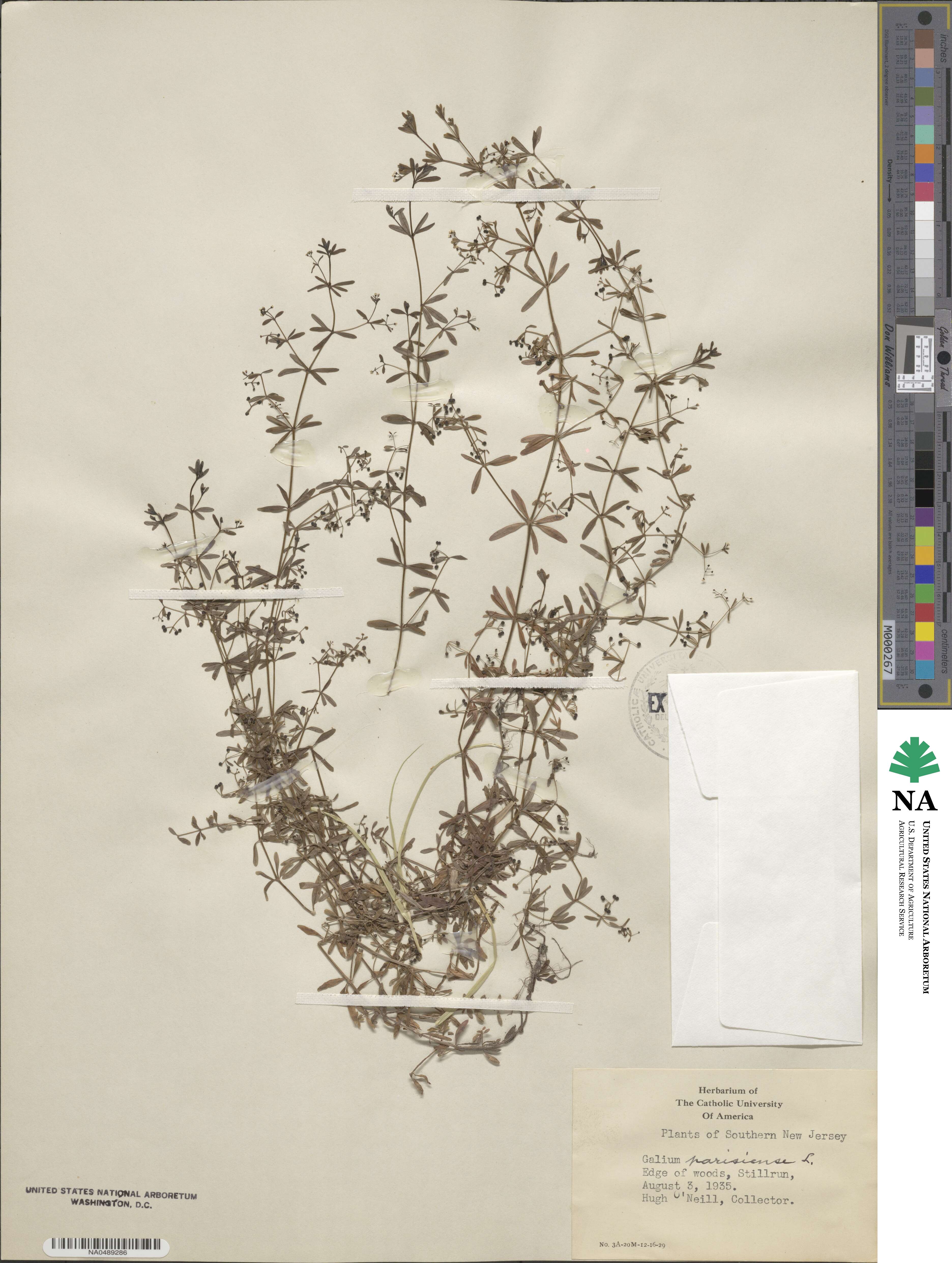 Galium parisiense image
