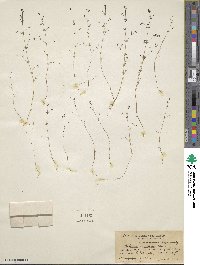 Galium parisiense image