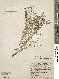 Galium microphyllum image