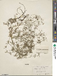 Galium concinnum image