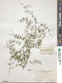 Galium concinnum image