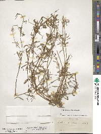 Galium concinnum image