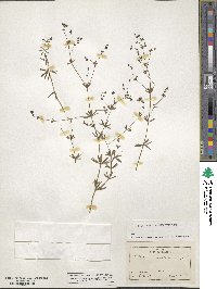 Galium concinnum image