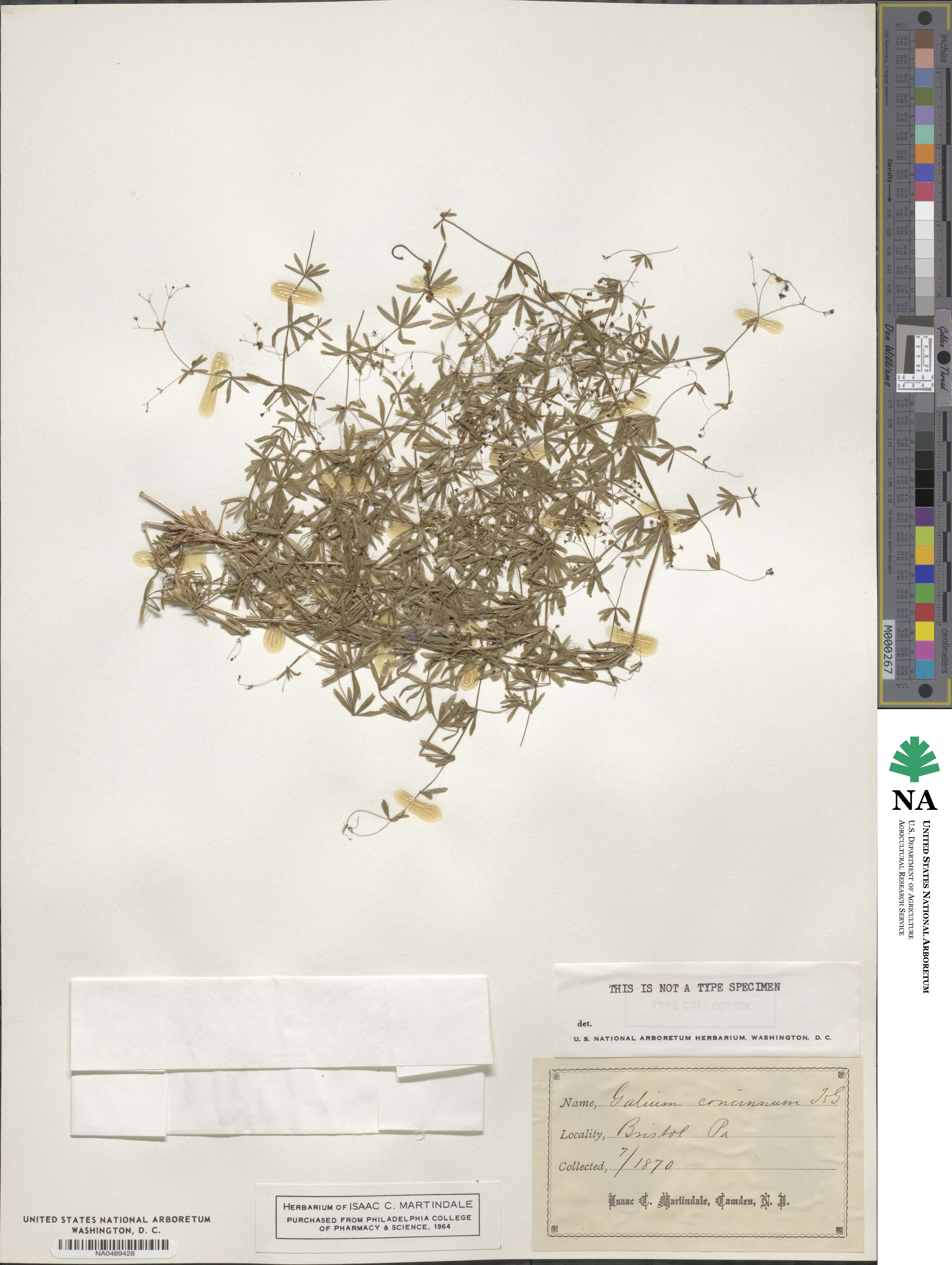 Galium concinnum image