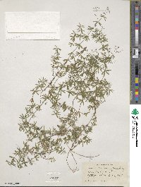 Galium concinnum image