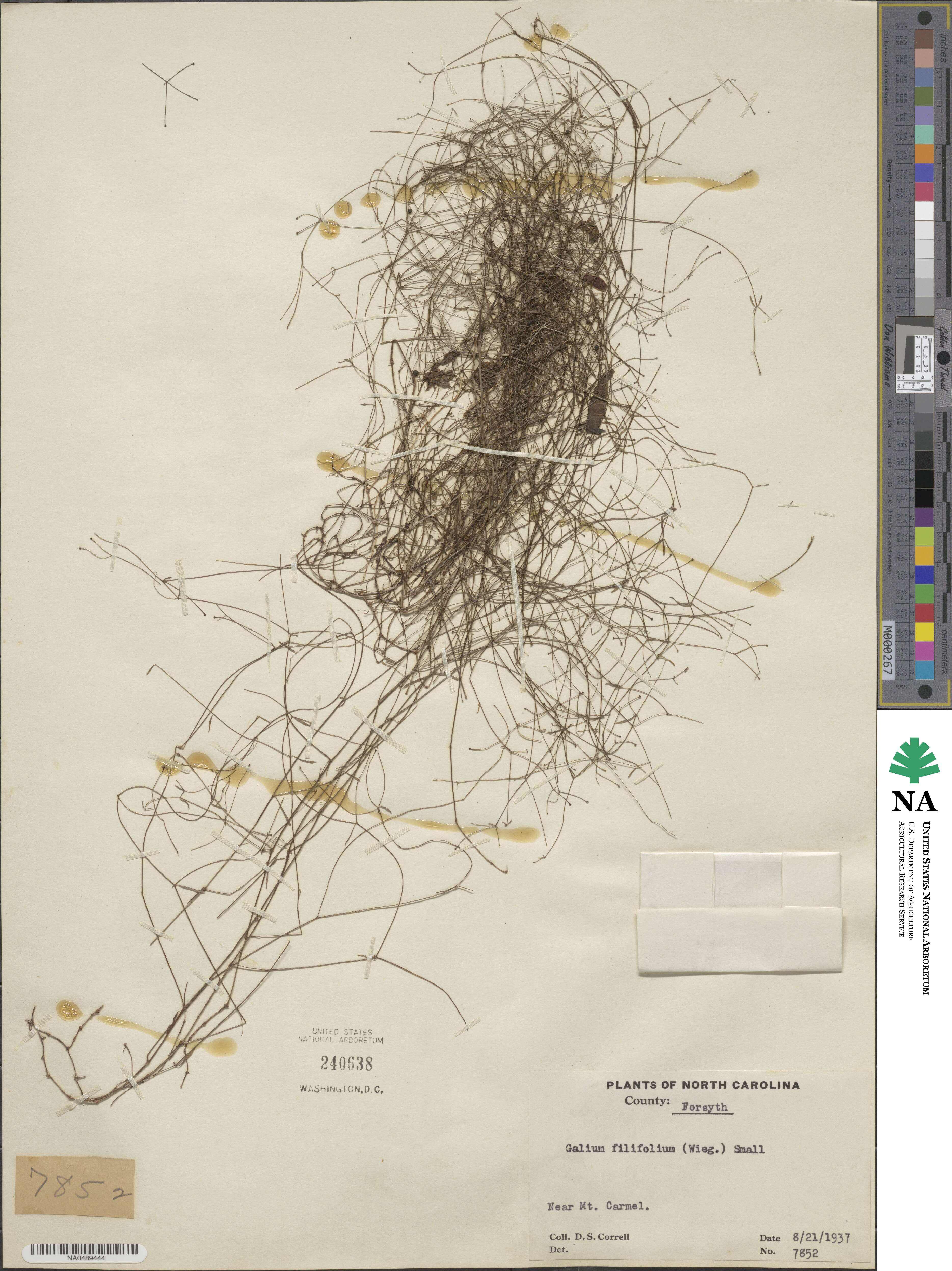 Galium obtusum subsp. filifolium image