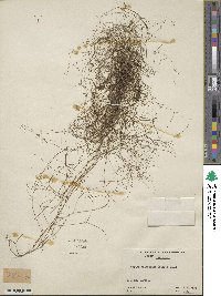 Galium obtusum subsp. filifolium image