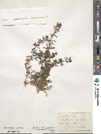 Galium verrucosum image