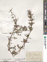 Galium verrucosum image