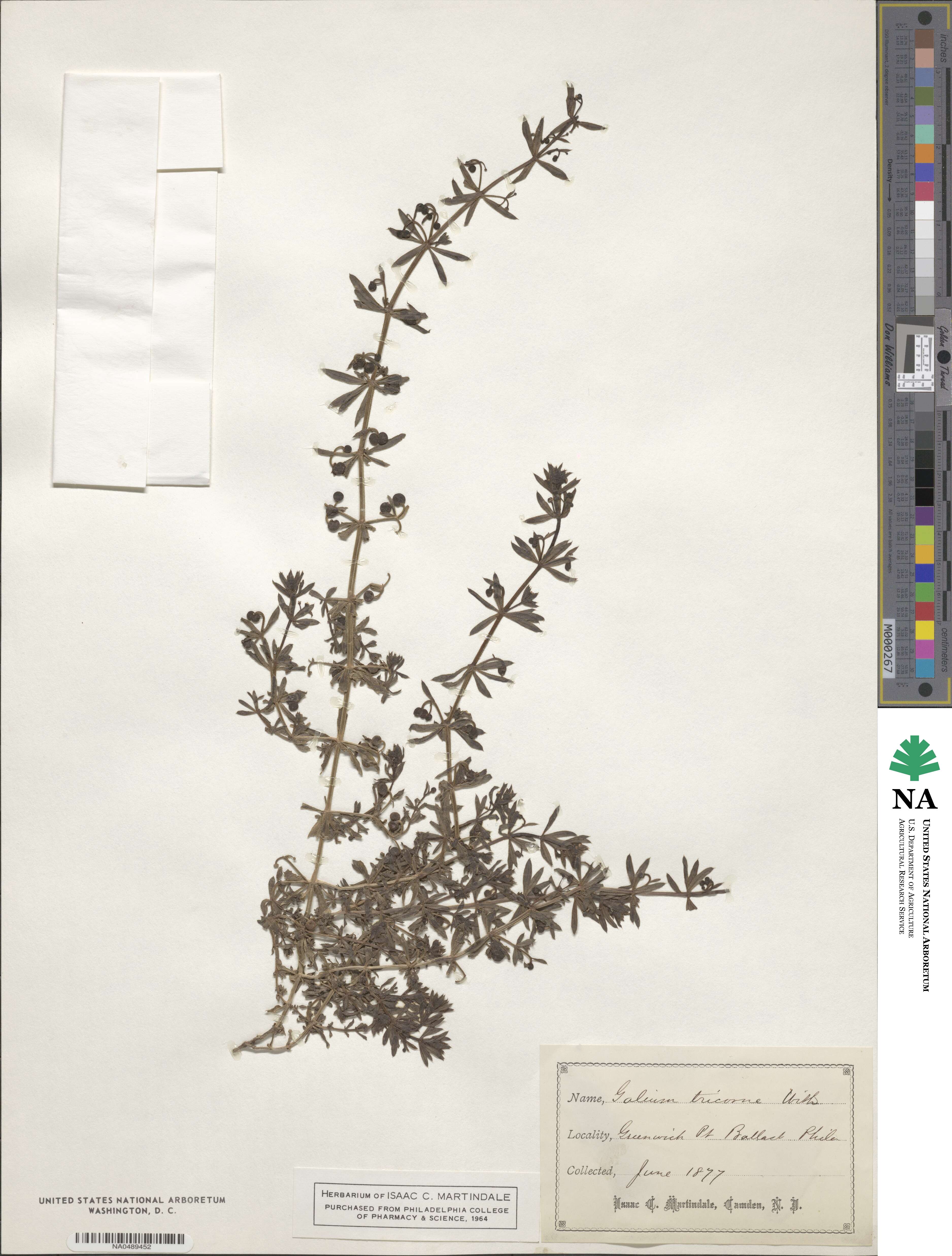 Galium verrucosum image