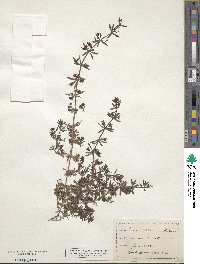 Galium verrucosum image