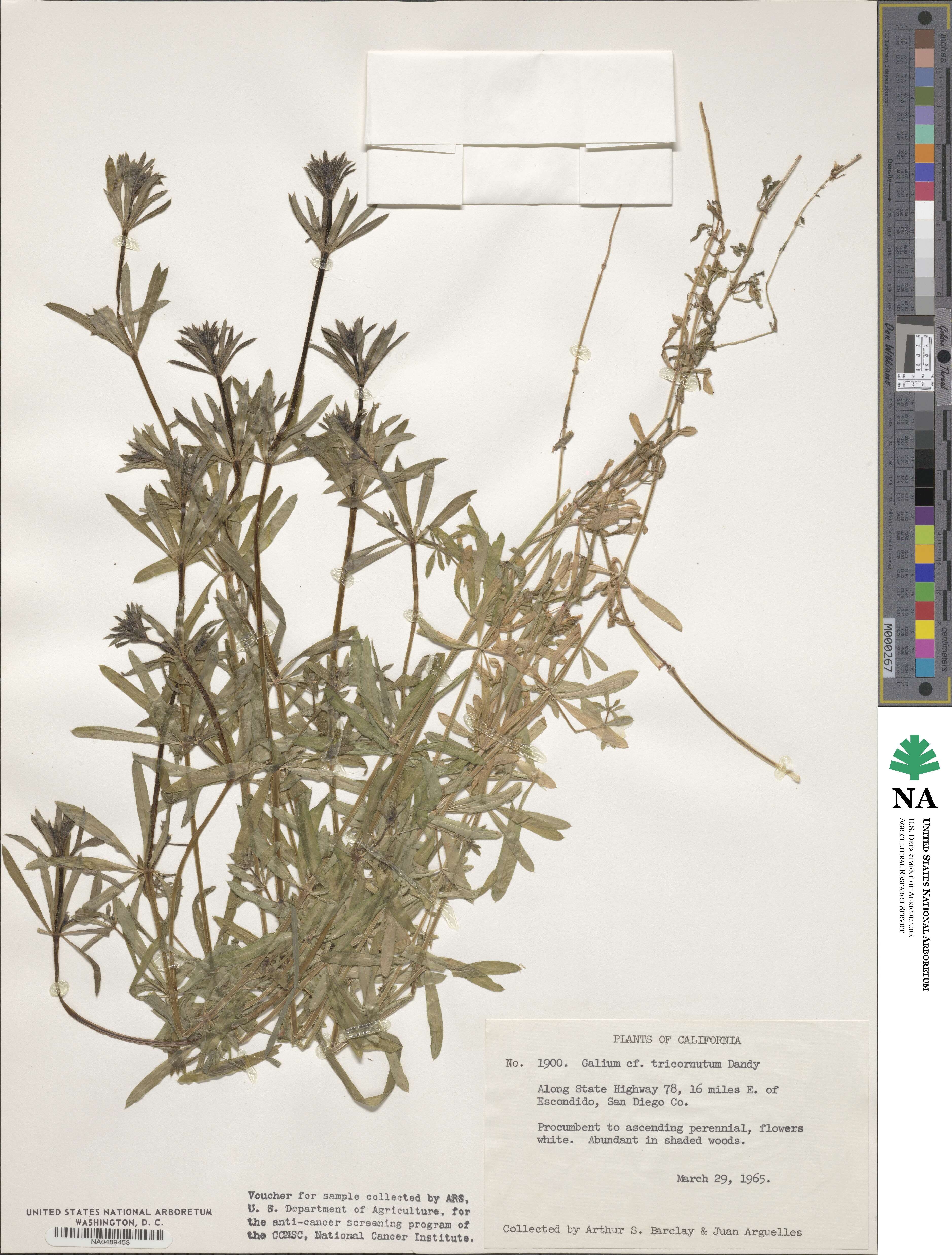 Galium tricornutum image