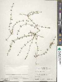 Galium proliferum image