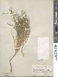 Galium proliferum image