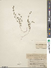 Galium proliferum image