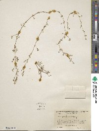 Galium proliferum image
