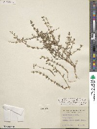 Galium proliferum image
