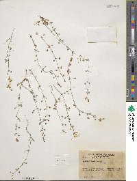Galium proliferum image
