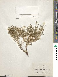 Galium wrightii image