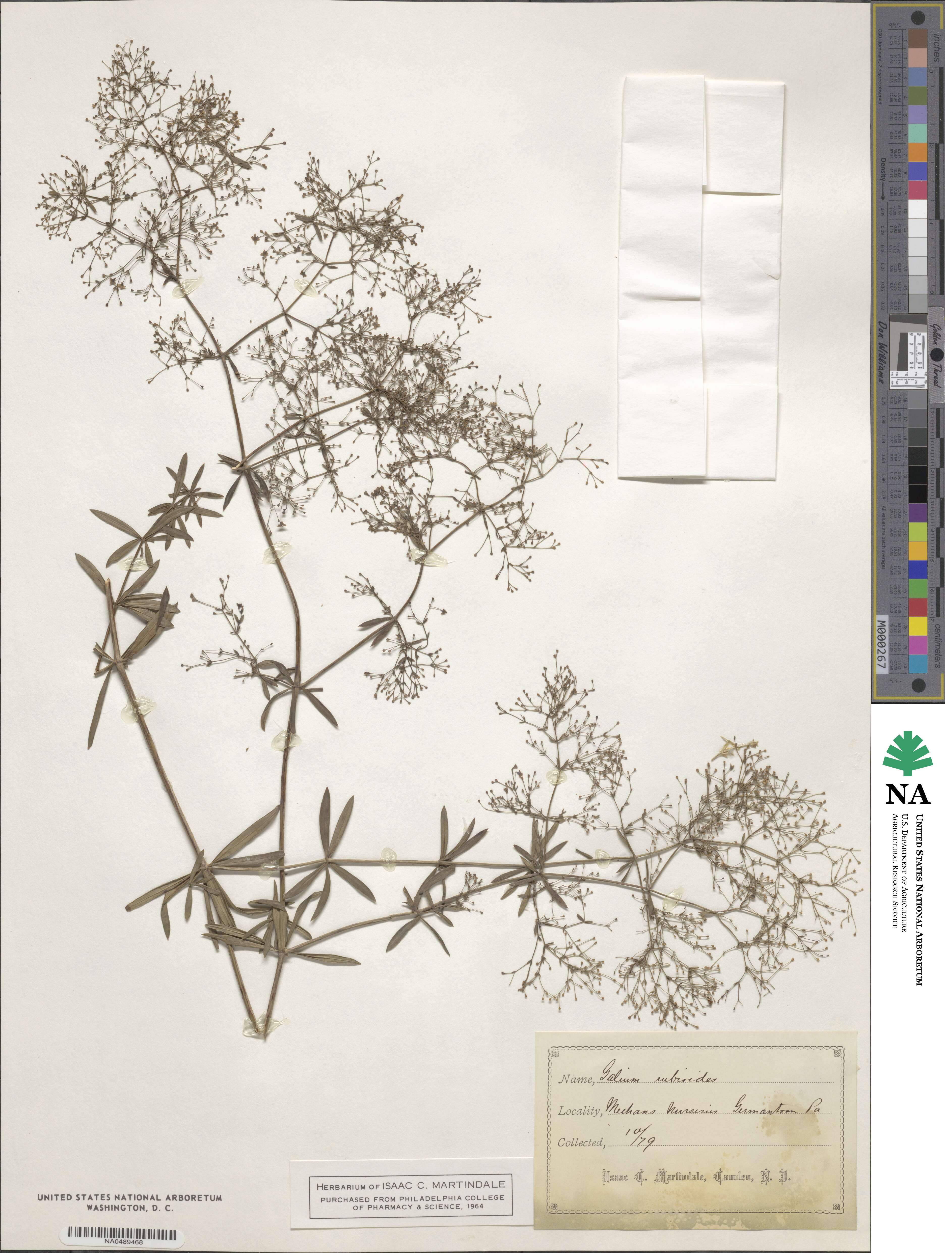 Galium rubioides image