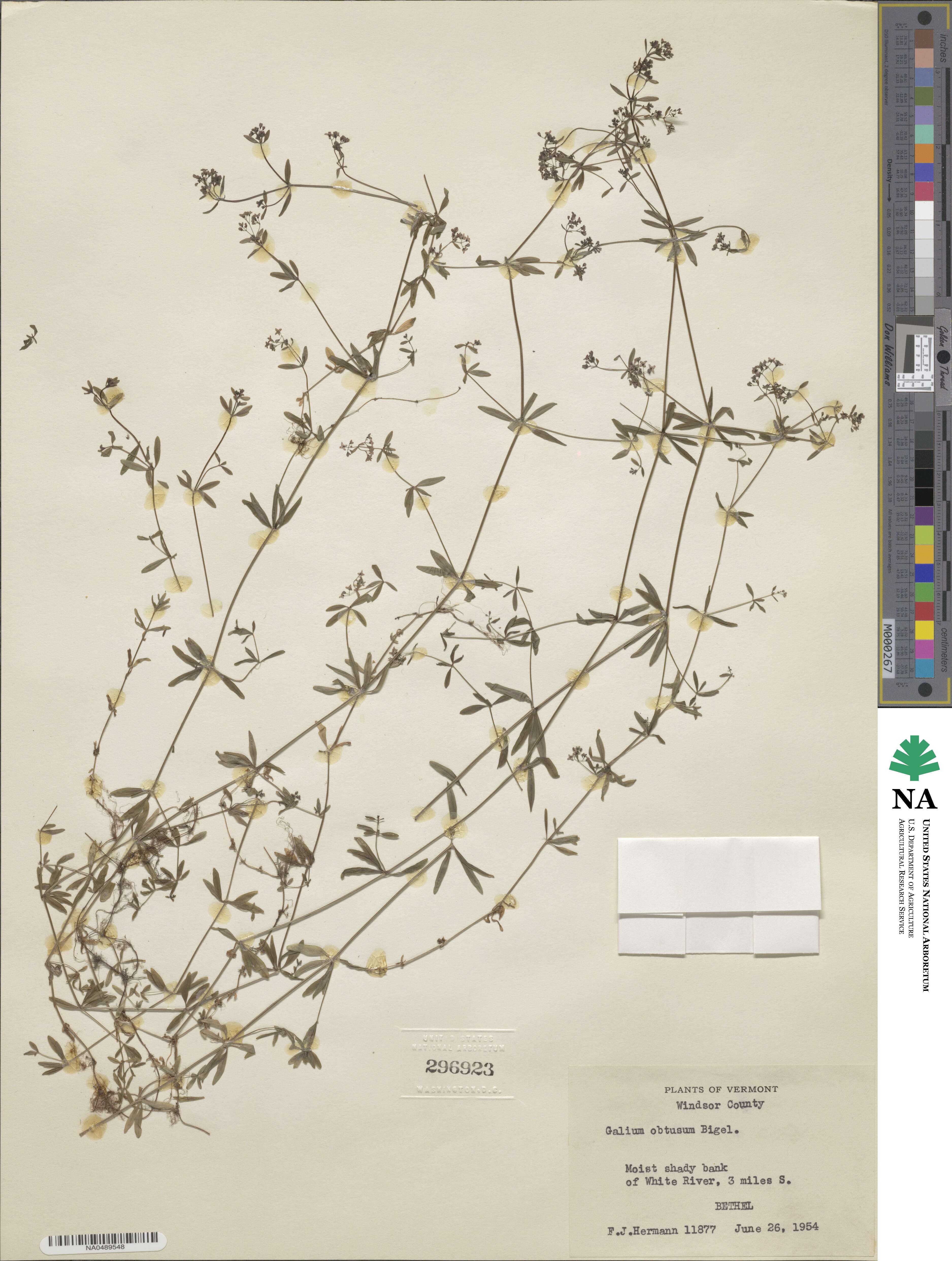 Galium obtusum image