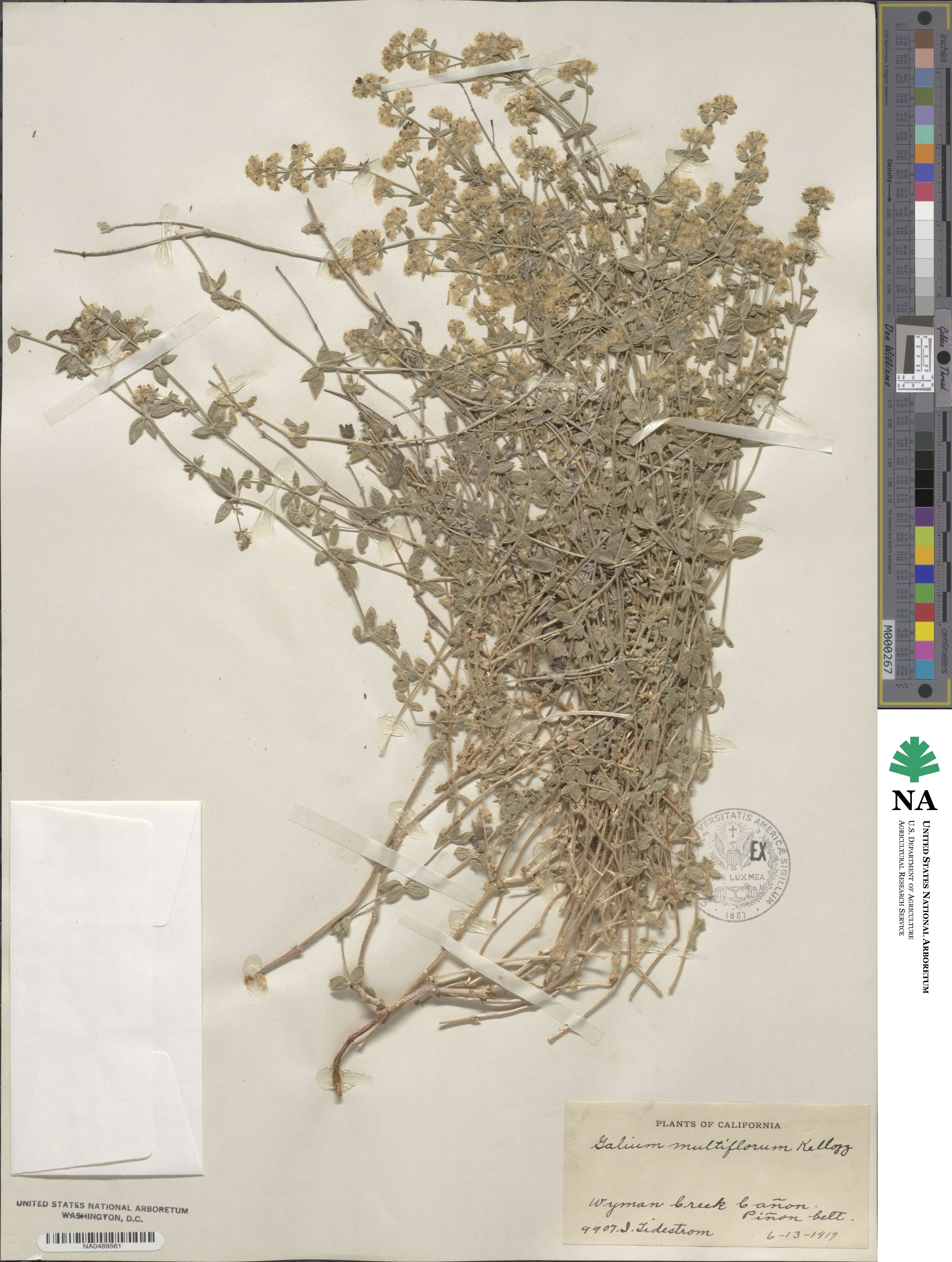 Galium multiflorum image