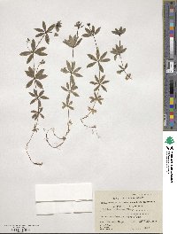 Galium triflorum image