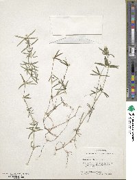 Galium uniflorum image