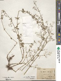 Galium sylvestre image