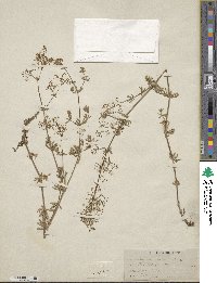 Galium sylvestre image