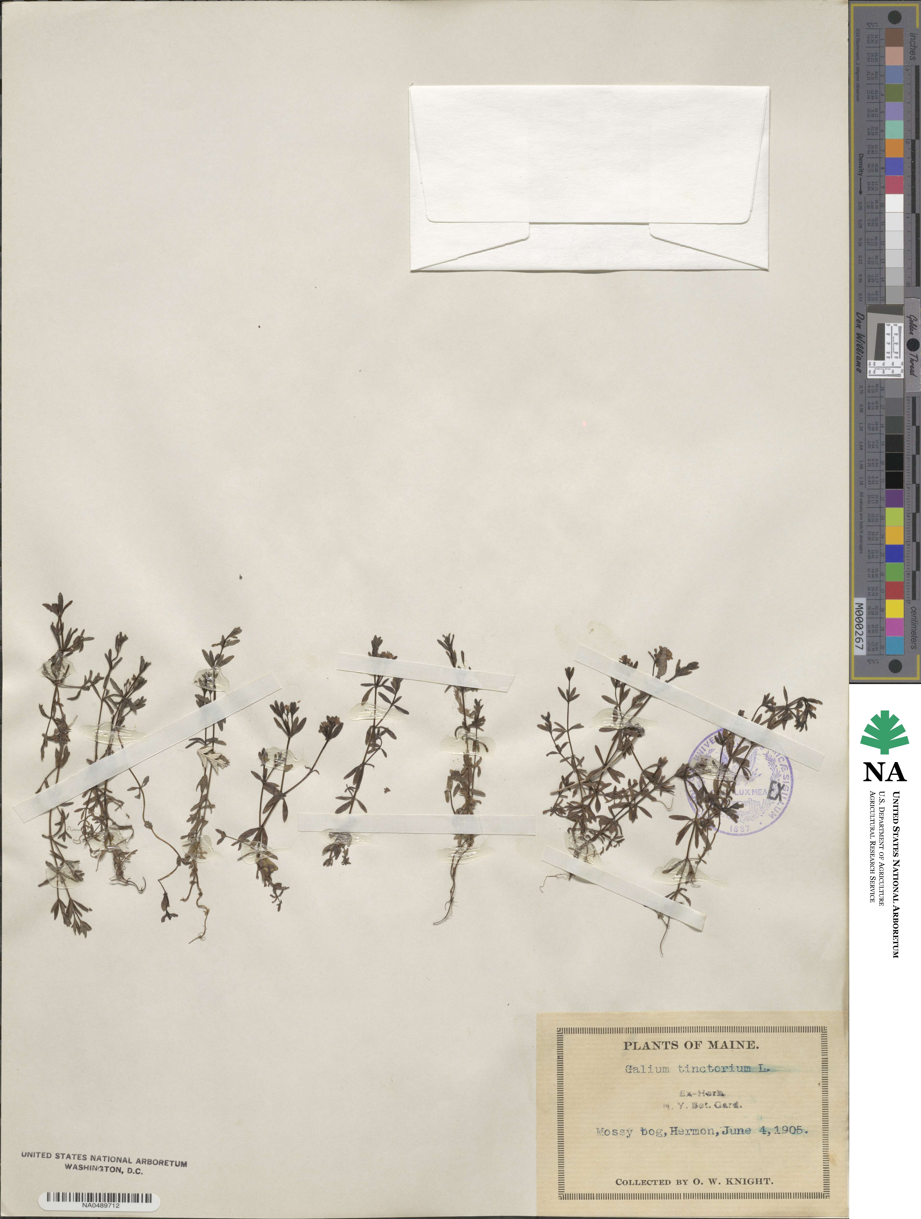 Galium tinctorium image