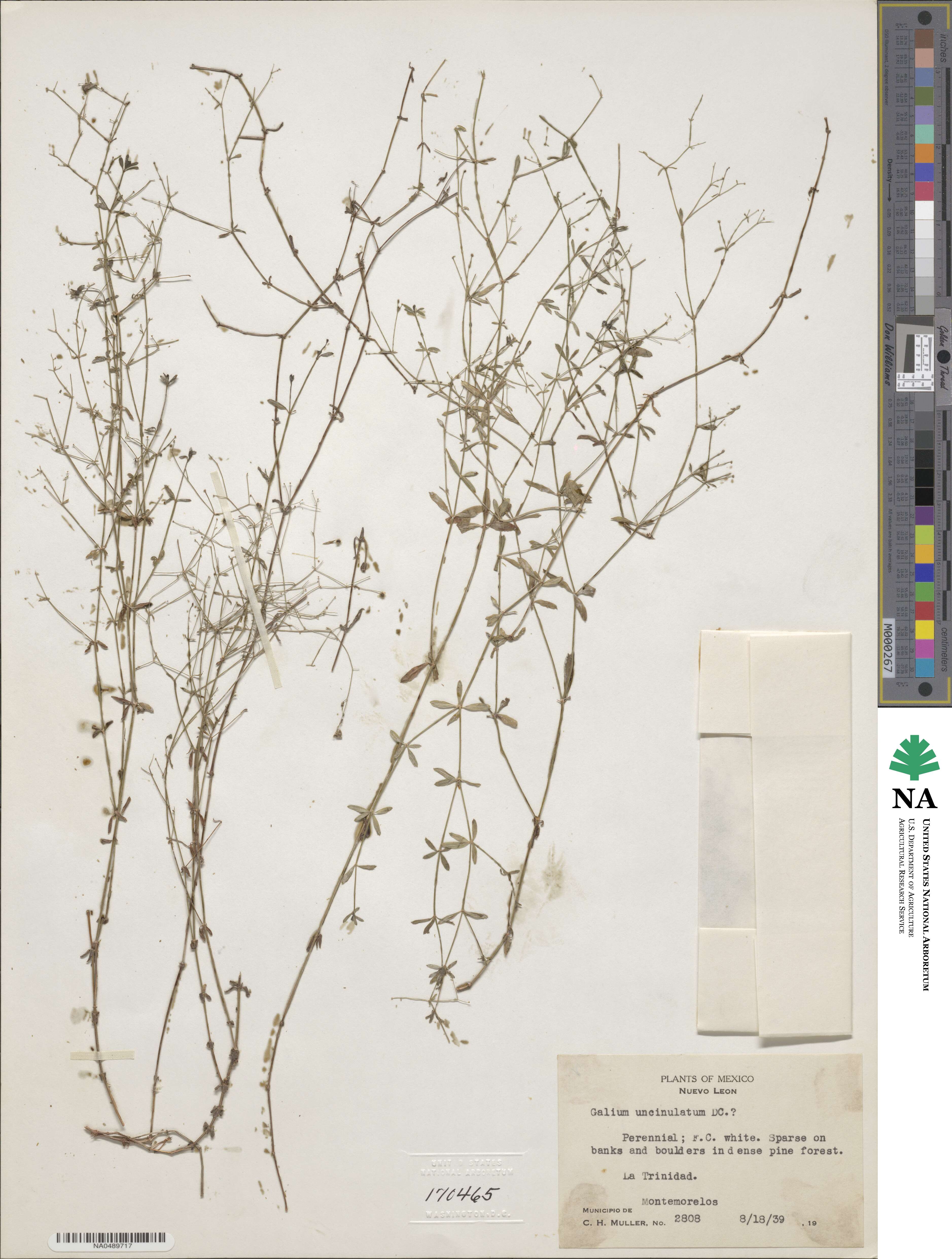 Galium uncinulatum image