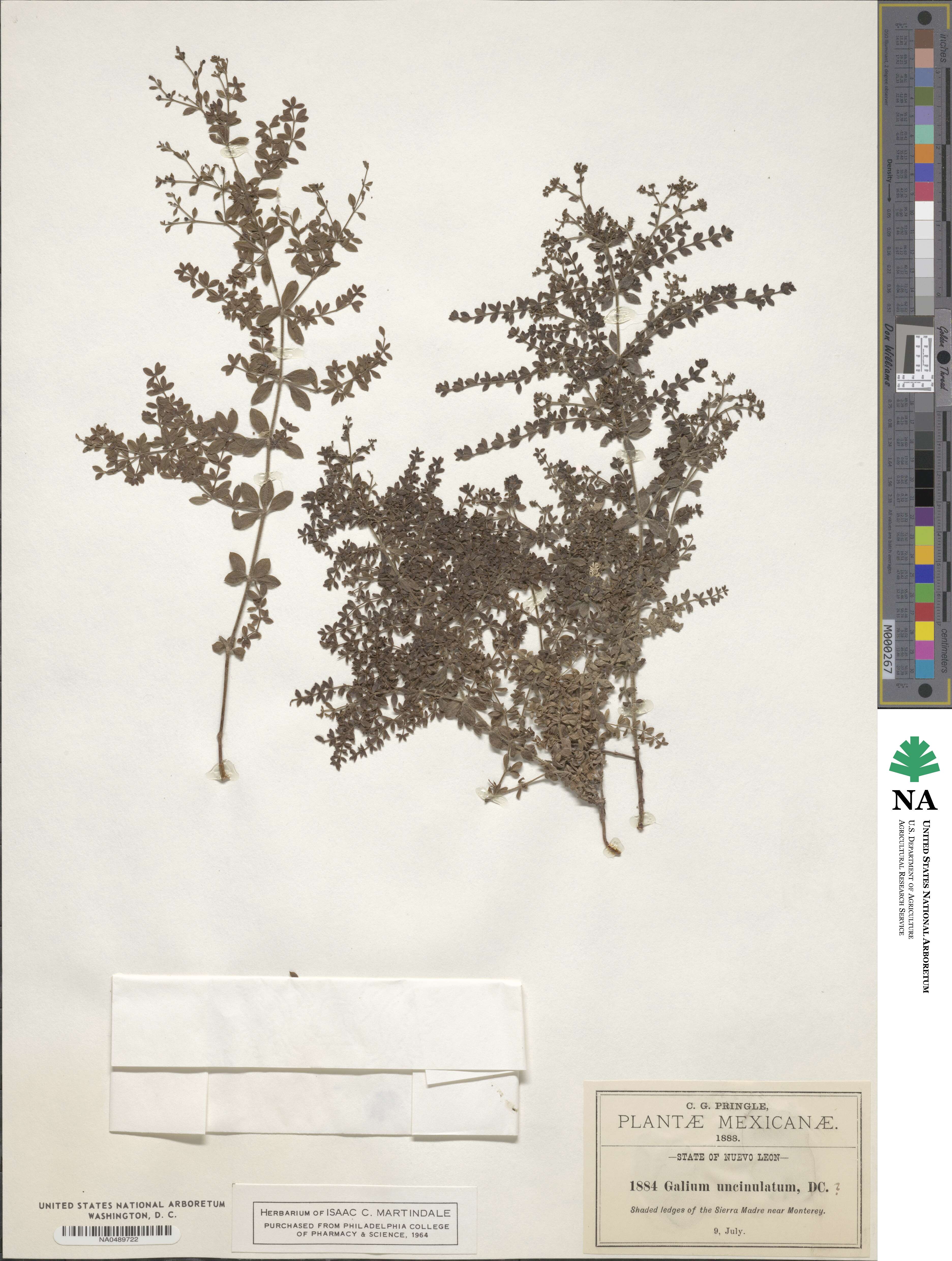 Galium uncinulatum image