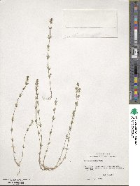 Galium virgatum image