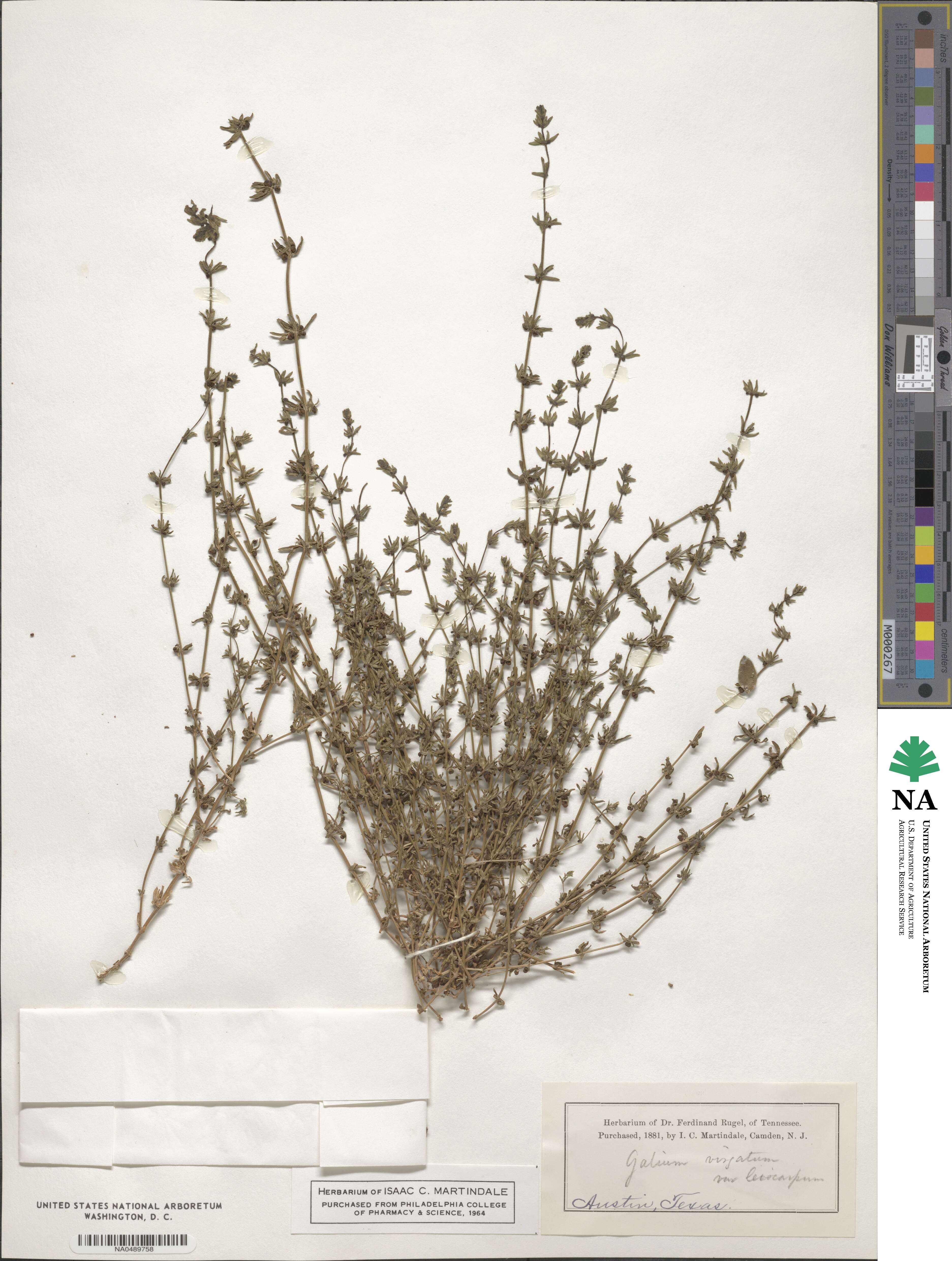 Galium virgatum image