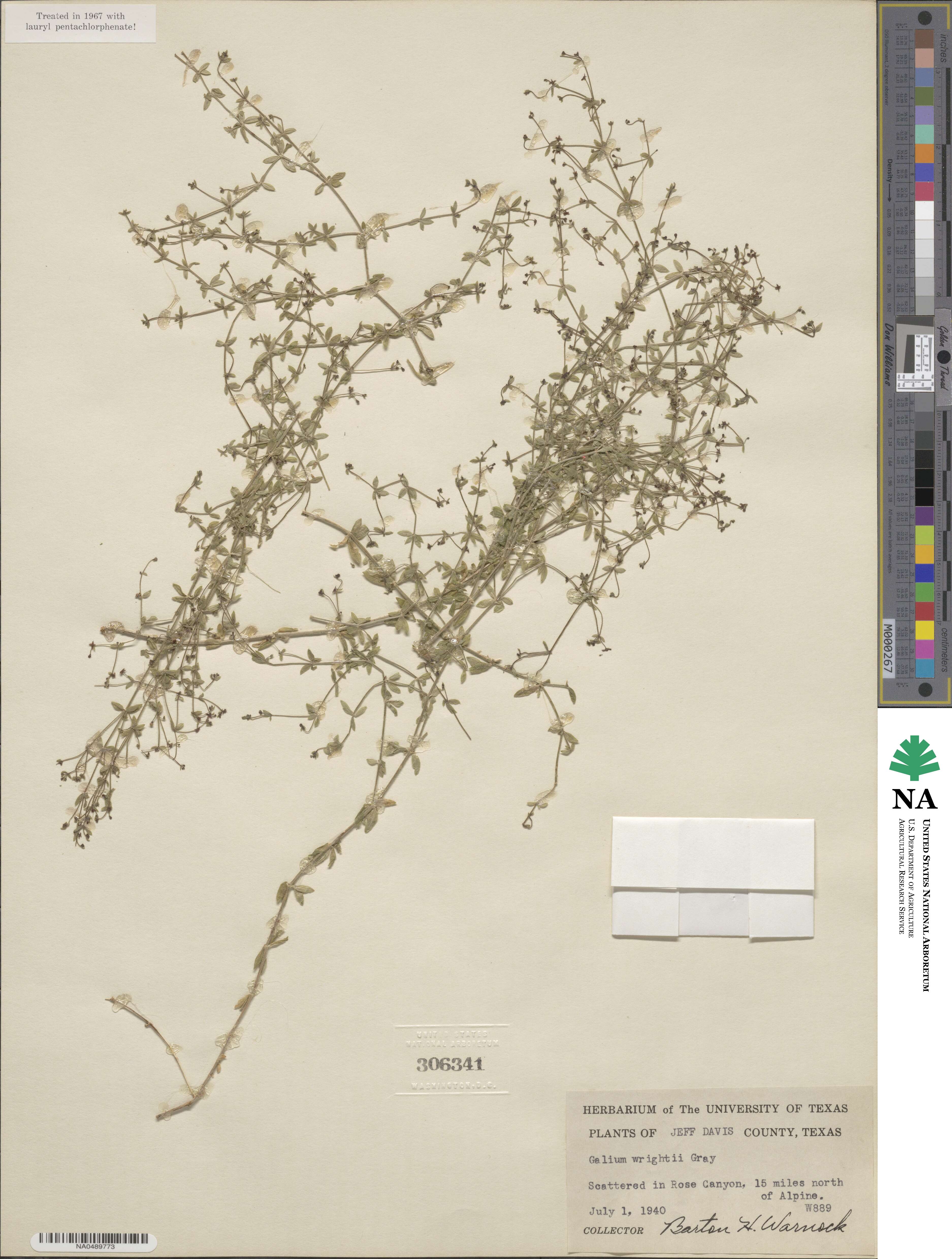 Galium wrightii image