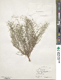 Galium wrightii image