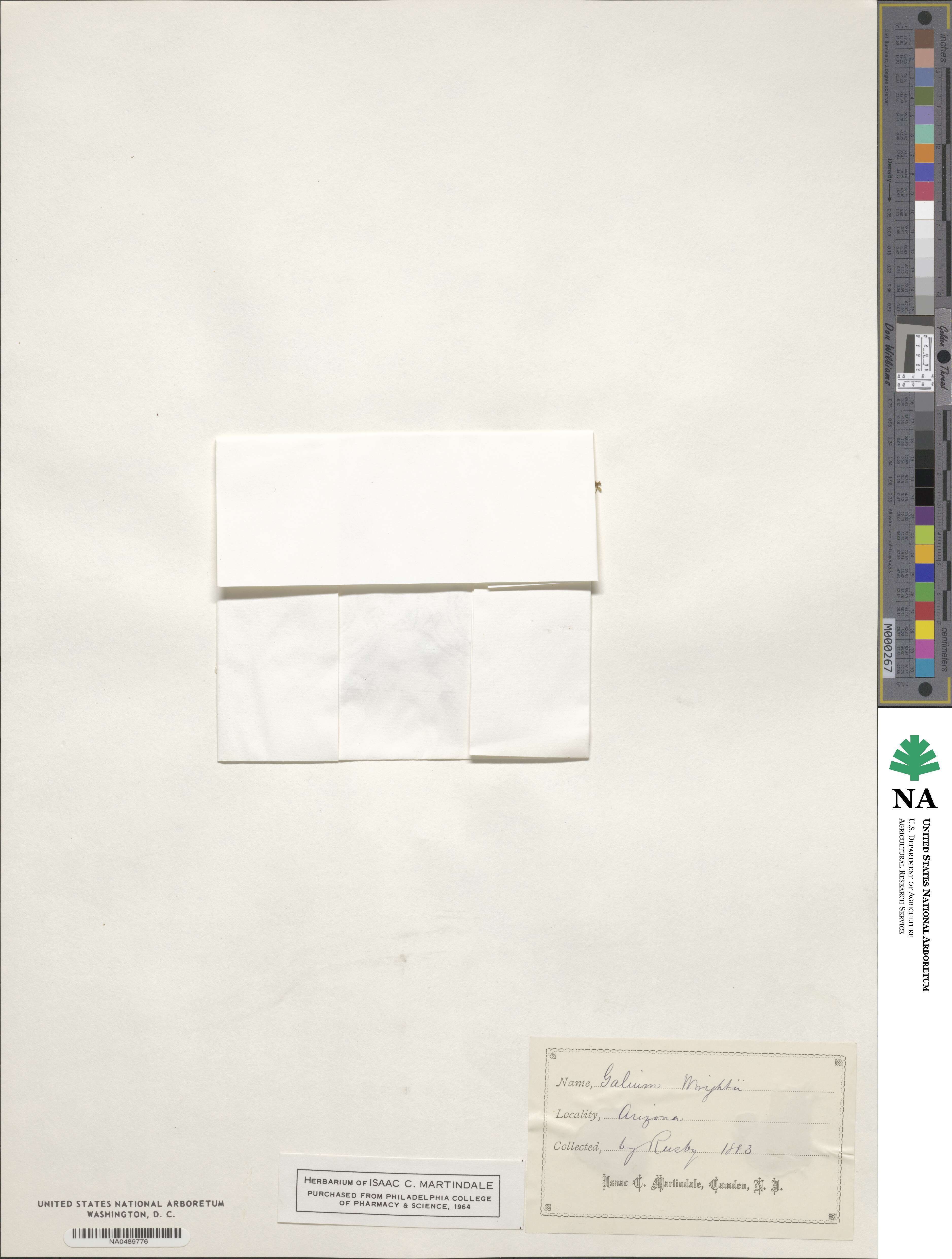 Galium wrightii image