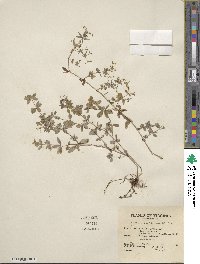 Galium triflorum image