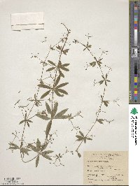 Galium triflorum image