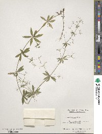 Galium triflorum image