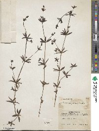 Galium triflorum image