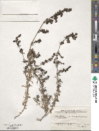 Galium humifusum image