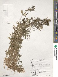 Galium aparine image