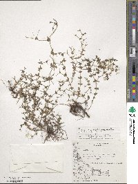 Galium fuegianum image