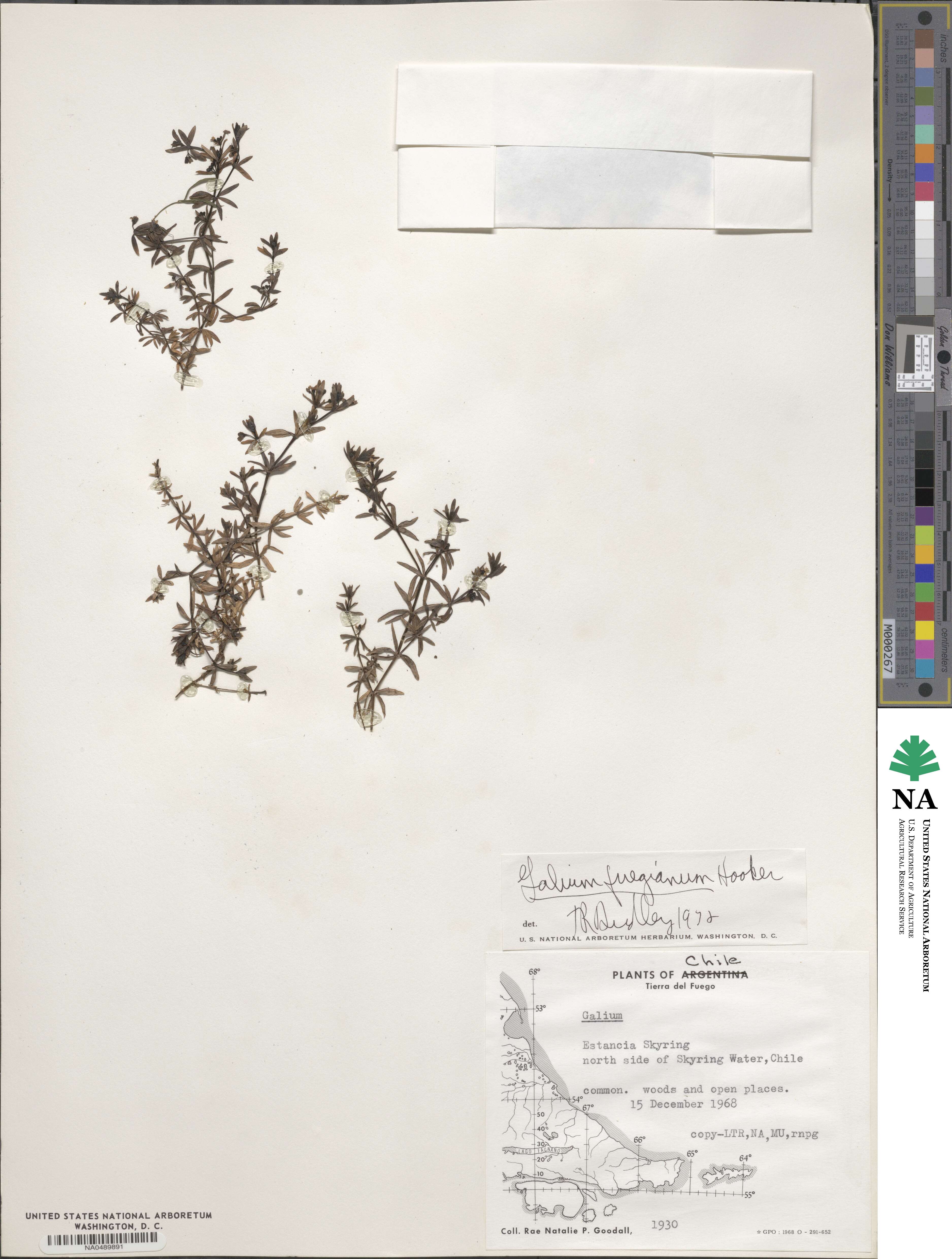 Galium fuegianum image