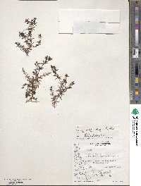 Galium fuegianum image