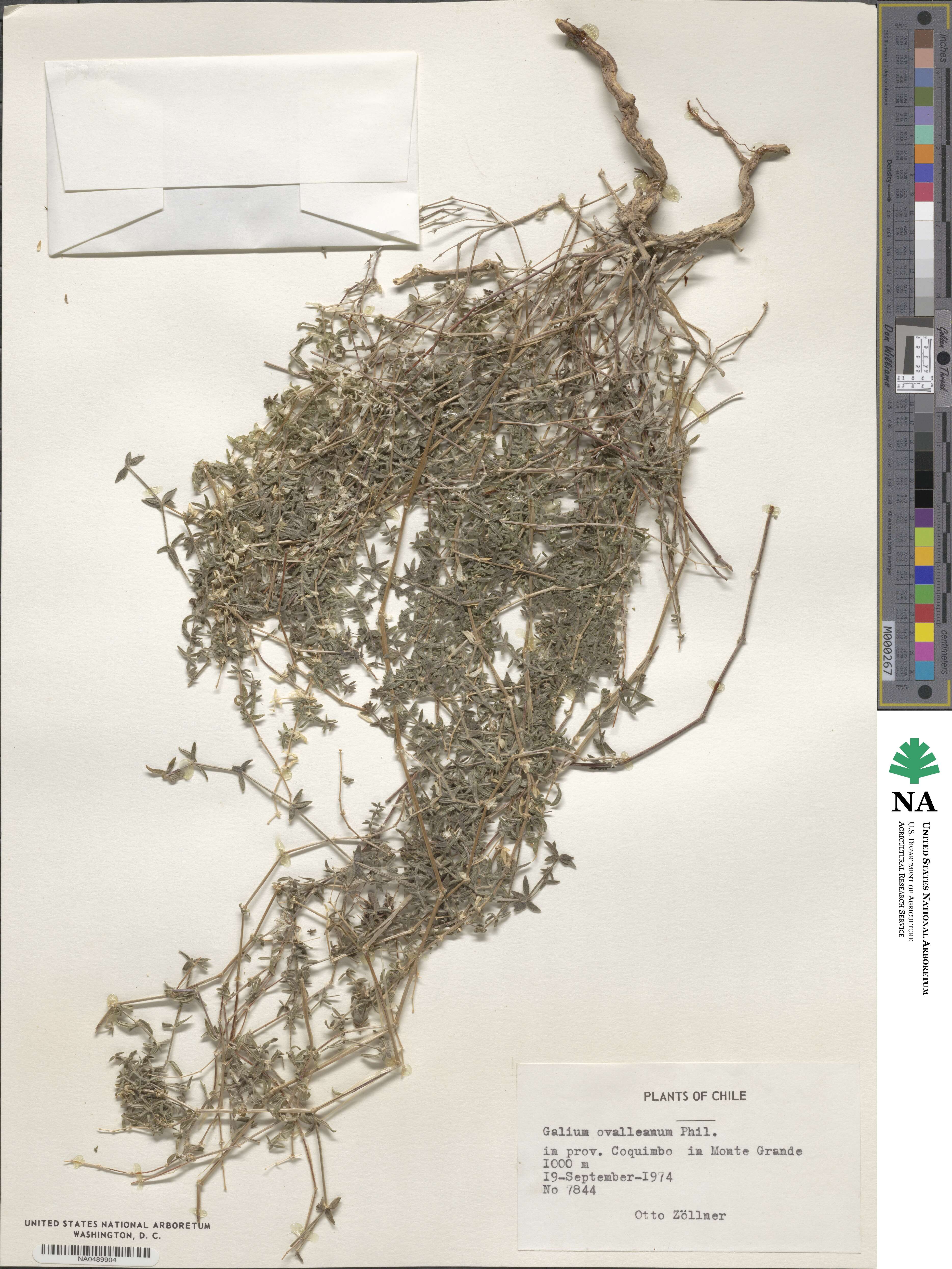 Galium ovalleanum image