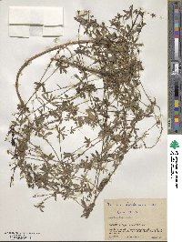 Galium mexicanum image