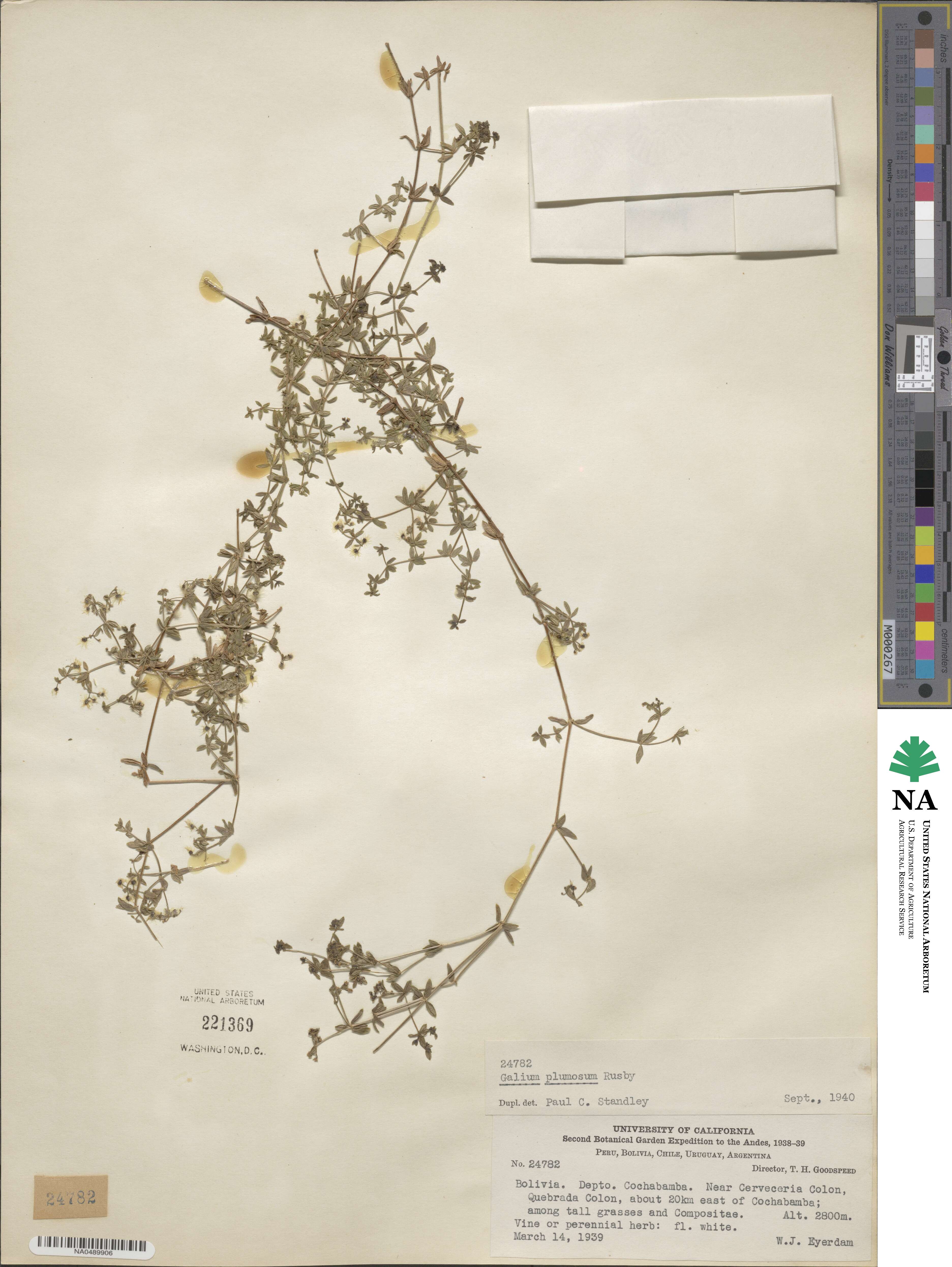Galium plumosum image